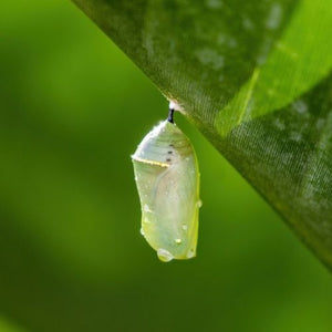 Butterfly Cocoon Story