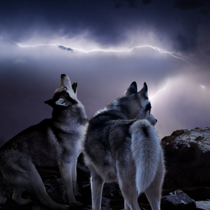 Spiritual Awakening Stories The Tale of Two Wolves
